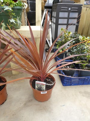 Lot 2359 - Potted Red Star cordyline