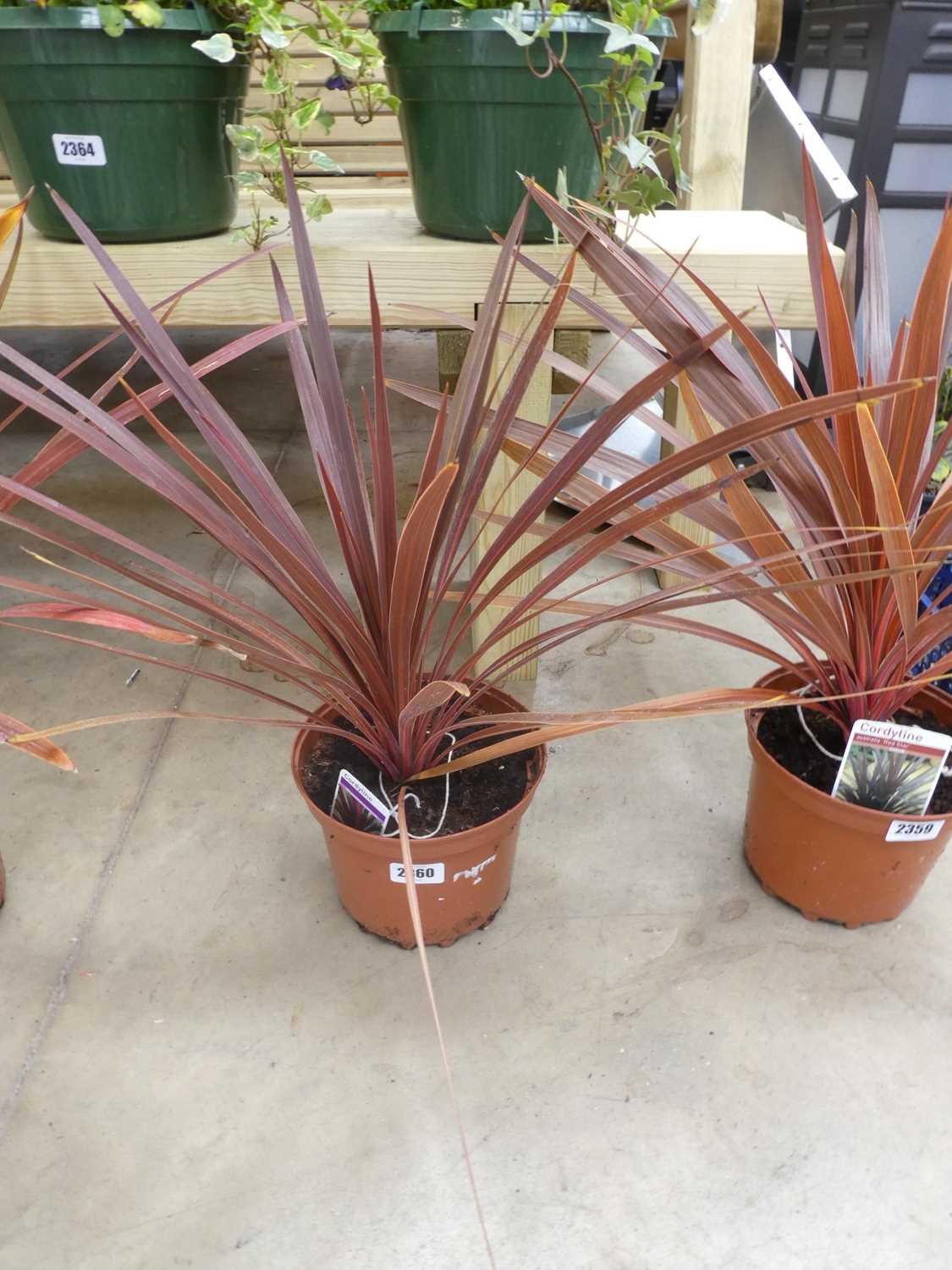 Lot 2360 - Potted Red Star cordyline