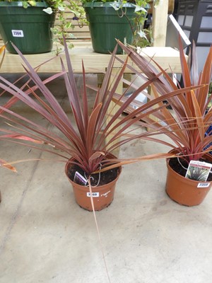 Lot 2360 - Potted Red Star cordyline