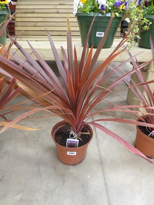 Lot 2361 - Potted Red Star cordyline
