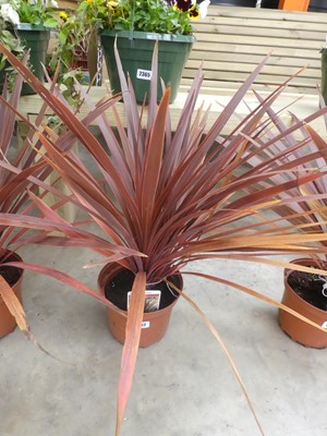 Lot 2362 - Potted Red Star cordyline