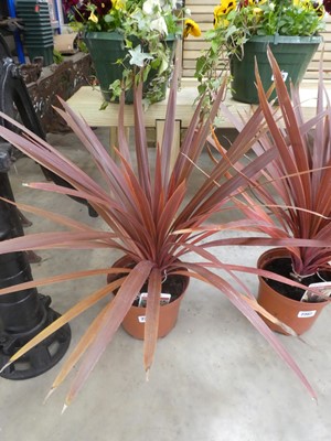 Lot 2363 - Potted Red Star cordyline