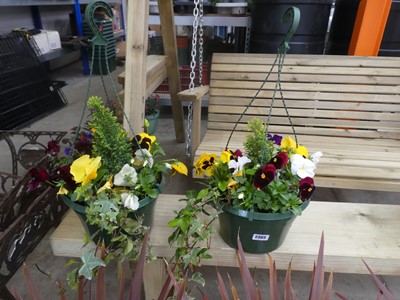 Lot 2365 - Pair of hanging baskets of mixed plants