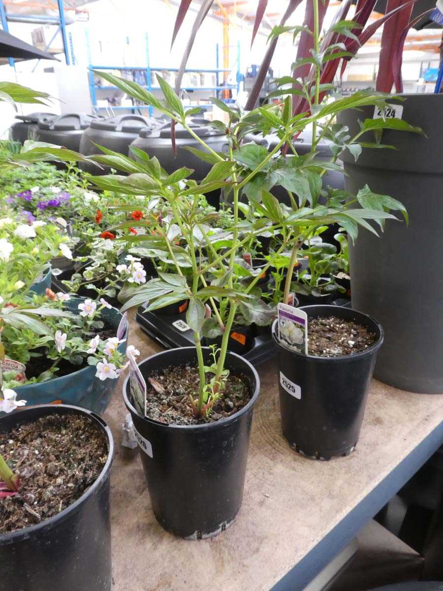 Lot 2366 - White potted paeonia