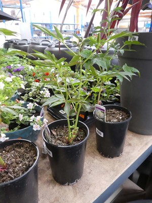 Lot 2366 - White potted paeonia