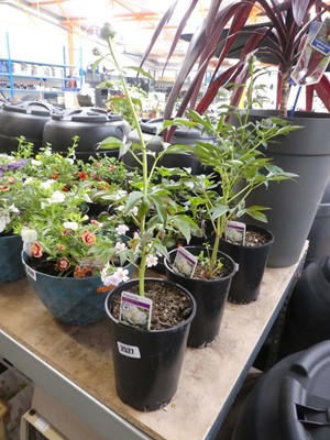 Lot 2367 - White potted paeonia