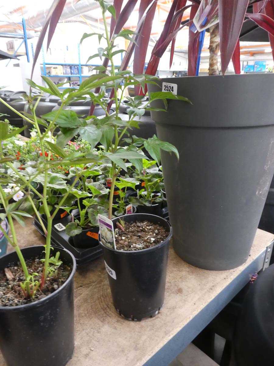 Lot 2368 - White potted paeonia
