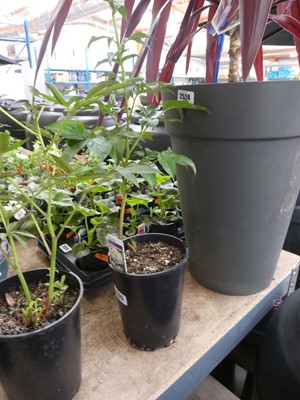 Lot 2368 - White potted paeonia
