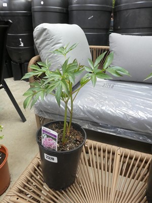 Lot 2370 - Pink paeonia