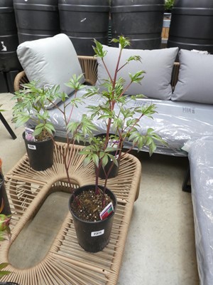 Lot 2371 - Red paeonia