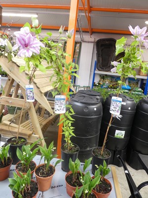 Lot 2373 - Potted Nellie Moser climbing clematis