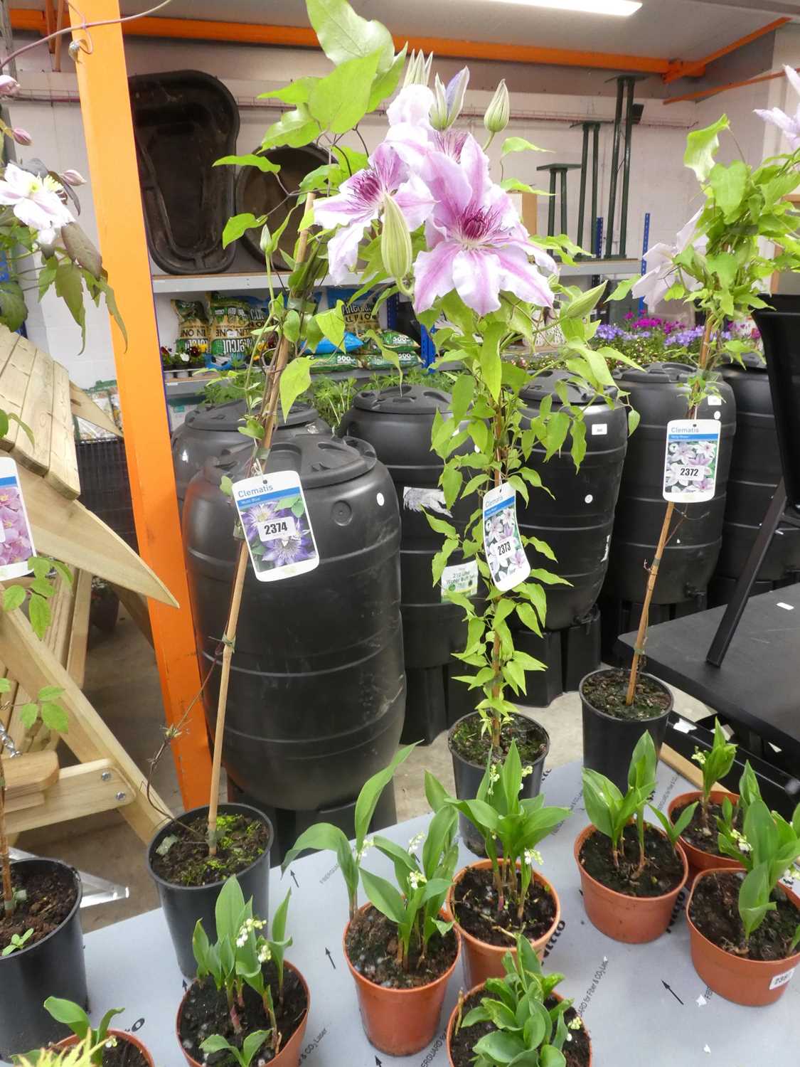 Lot 2374 - Potted multi blue climbing clematis