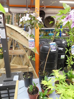 Lot 2375 - Potted Montana Mayleen climbing clematis