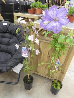 Lot 2376 - Potted Montana Mayleen climbing clematis