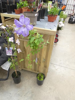 Lot 2377 - Potted Mrs. Cholmondeley climbing clematis
