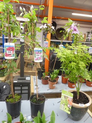 Lot 2378 - Potted Carnaby climbing clematis