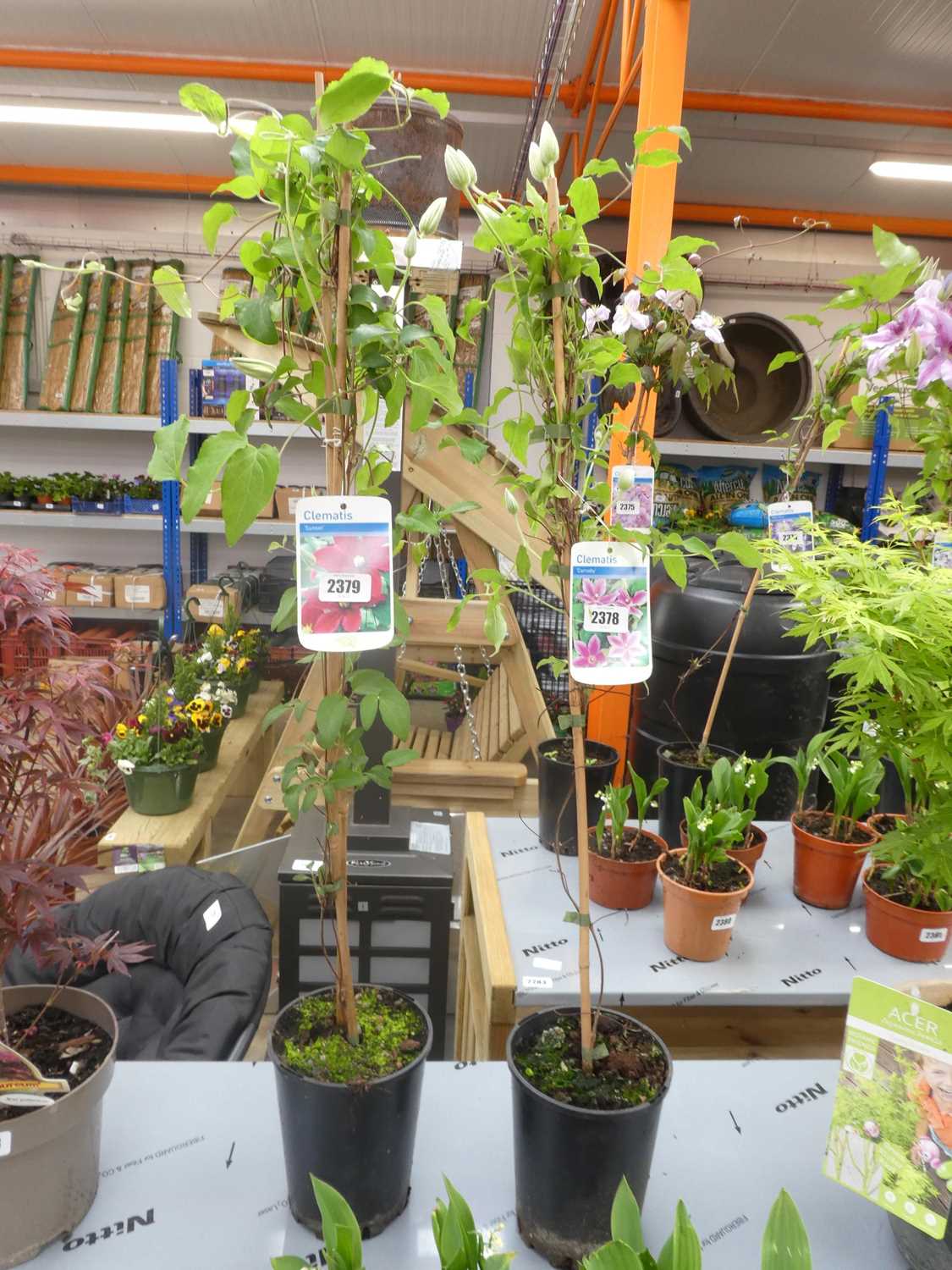 Lot 2379 - Potted Sunset climbing clematis