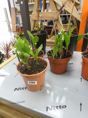 Lot 2380 - 3 potted lilies