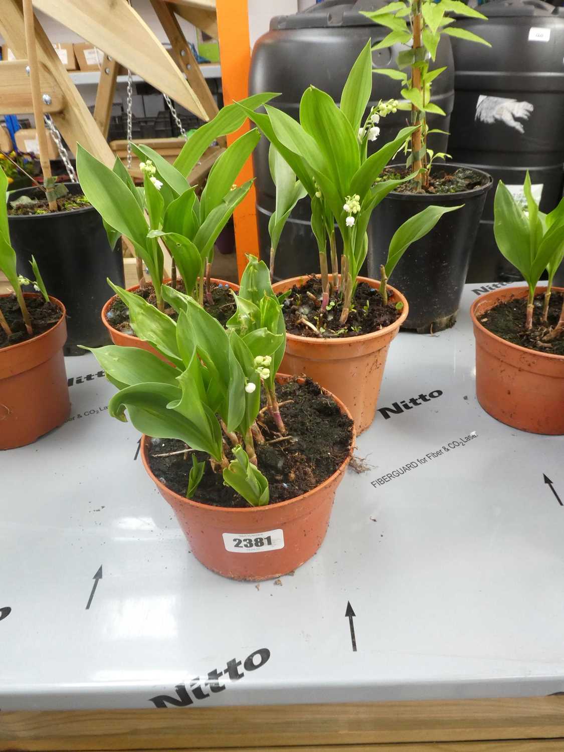 Lot 2381 - 3 potted lilies