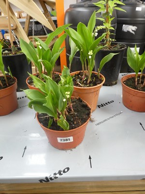 Lot 2381 - 3 potted lilies