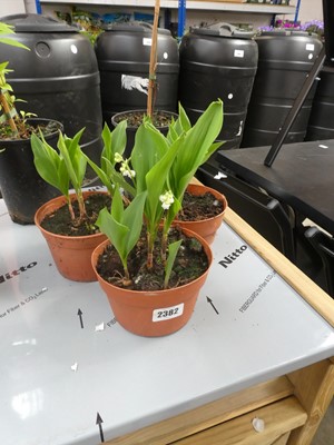 Lot 2382 - 3 potted lilies