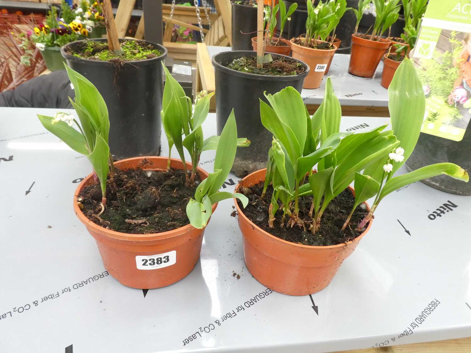 Lot 2383 - 2 potted lilies