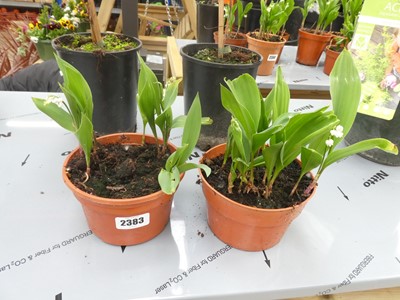 Lot 2383 - 2 potted lilies