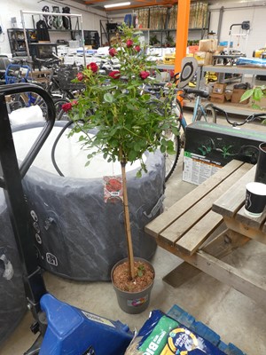 Lot 2384 - Large potted Pride Rosa Palace
