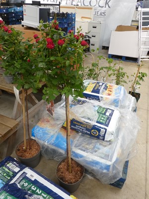Lot 2385 - Large potted Pride Rosa Palace