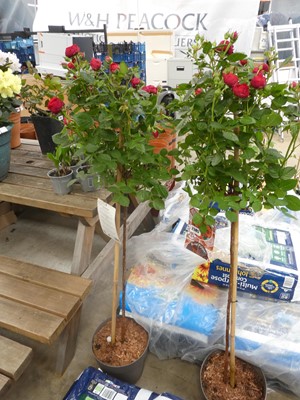Lot 2386 - Large potted Pride Rosa Palace