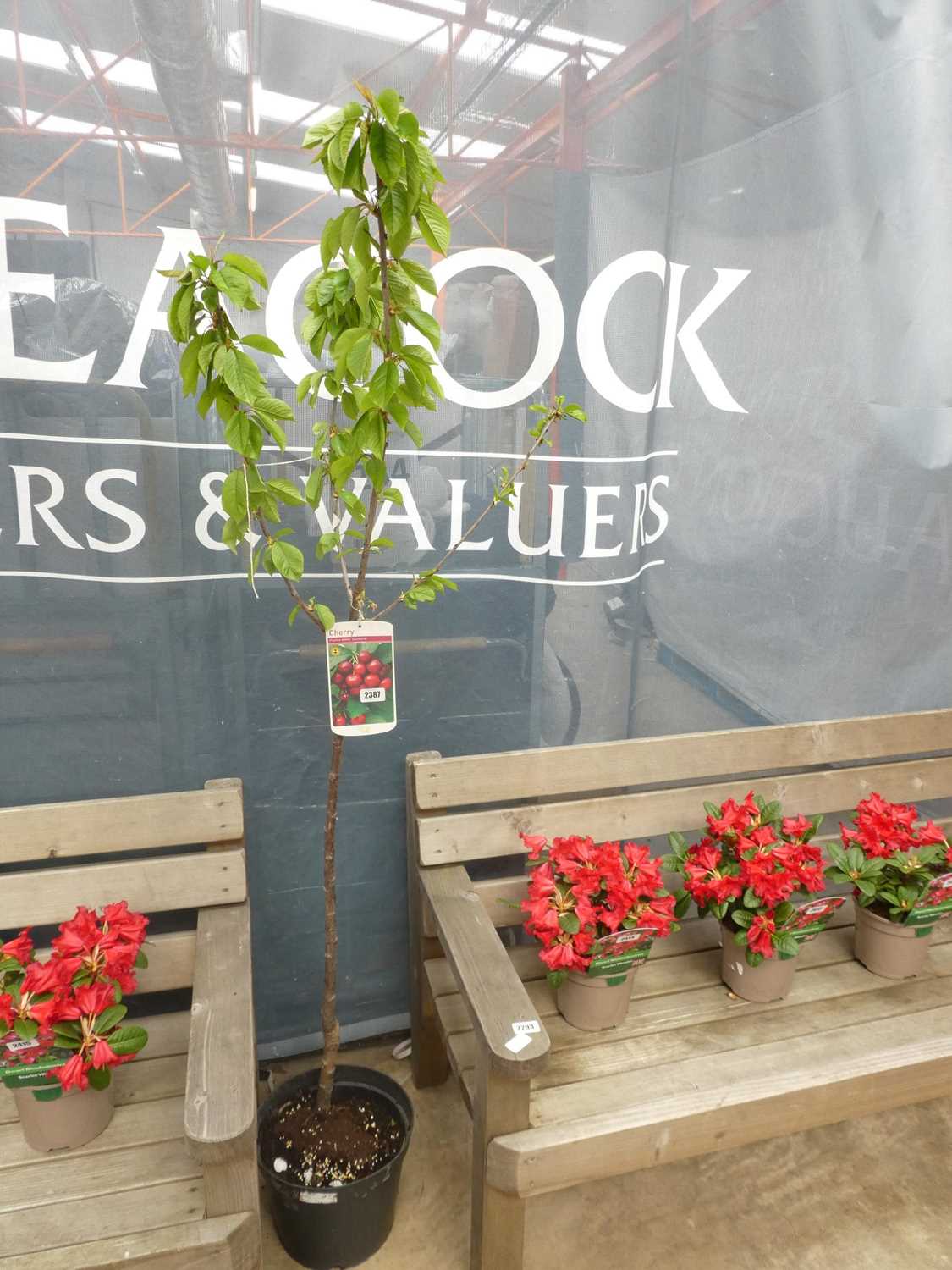 Lot 2387 - Large potted Sunburst cherry fruit tree