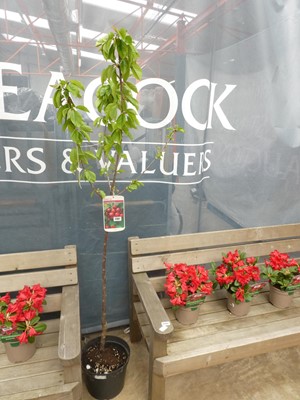 Lot 2387 - Large potted Sunburst cherry fruit tree