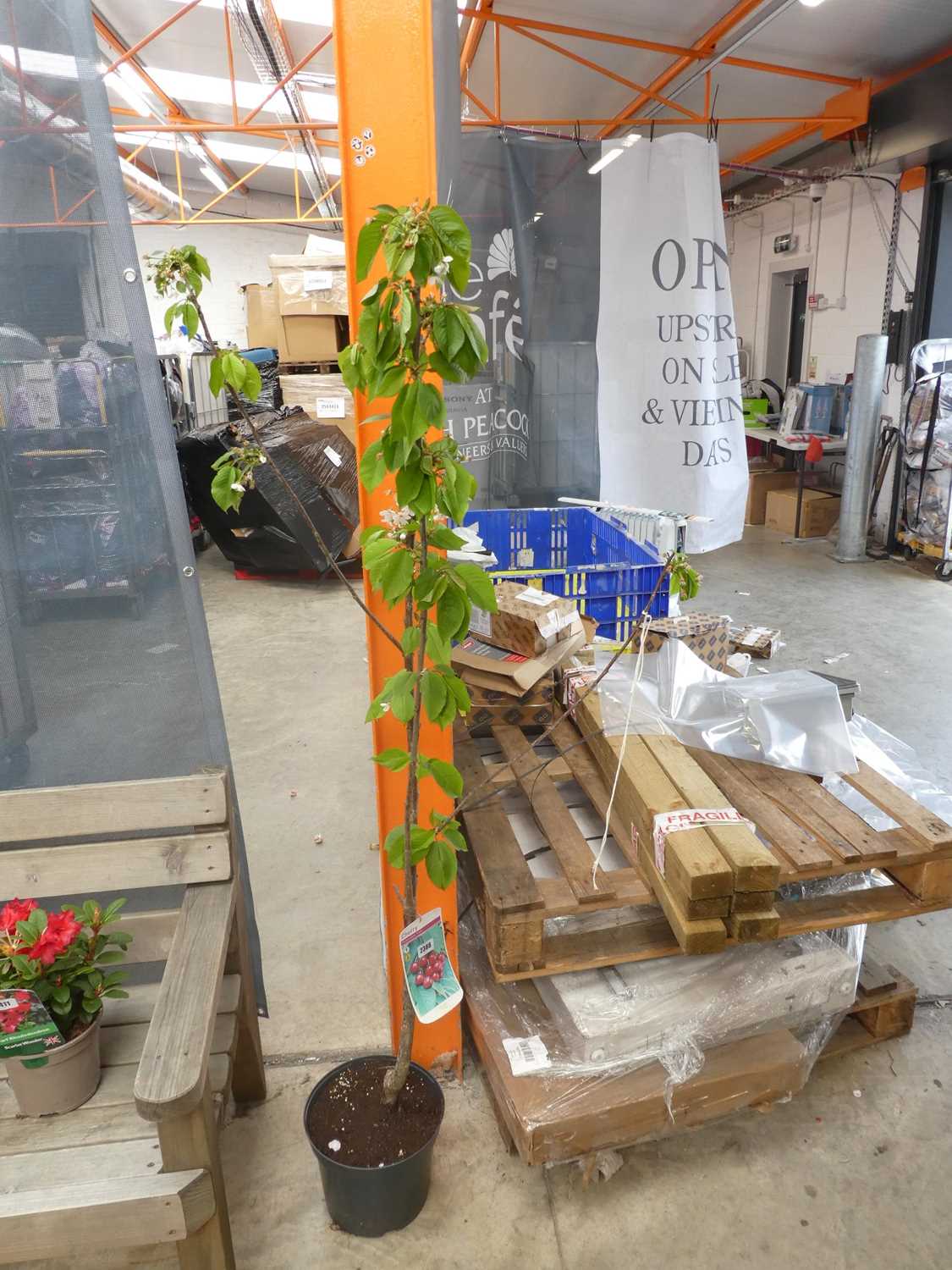 Lot 2388 - Large potted Stellar cherry fruit tree