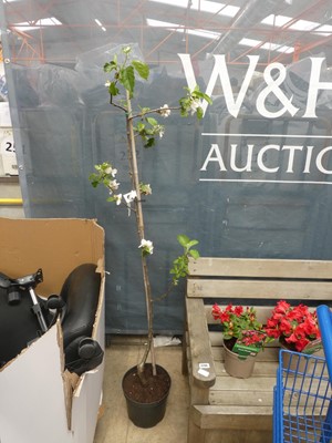 Lot 2389 - Large potted Opal plumb fruit tree