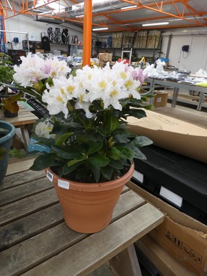 Lot 2390 - Large potted Cunninghams white rhododendron