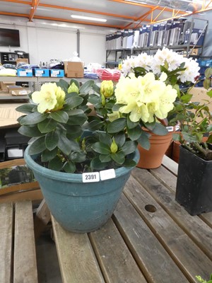 Lot 2391 - Large potted yellow flowering rhododendron