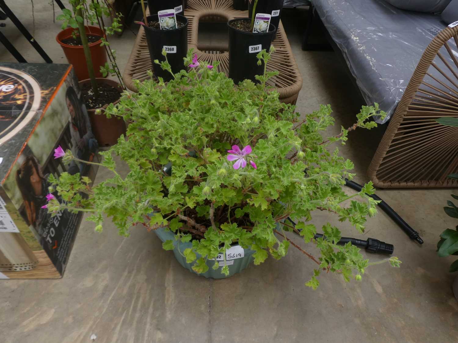 Lot 2392 - Large potted scented geranium