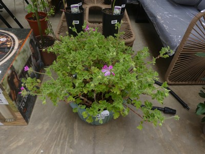Lot 2392 - Large potted scented geranium