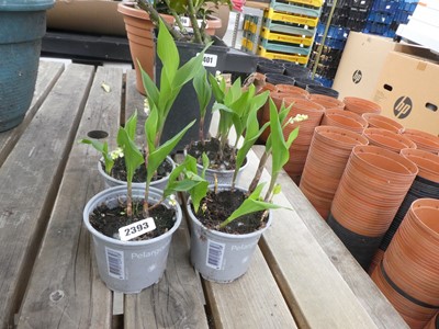 Lot 2393 - 4 potted lilies