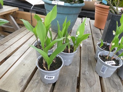 Lot 2394 - 3 potted lilies