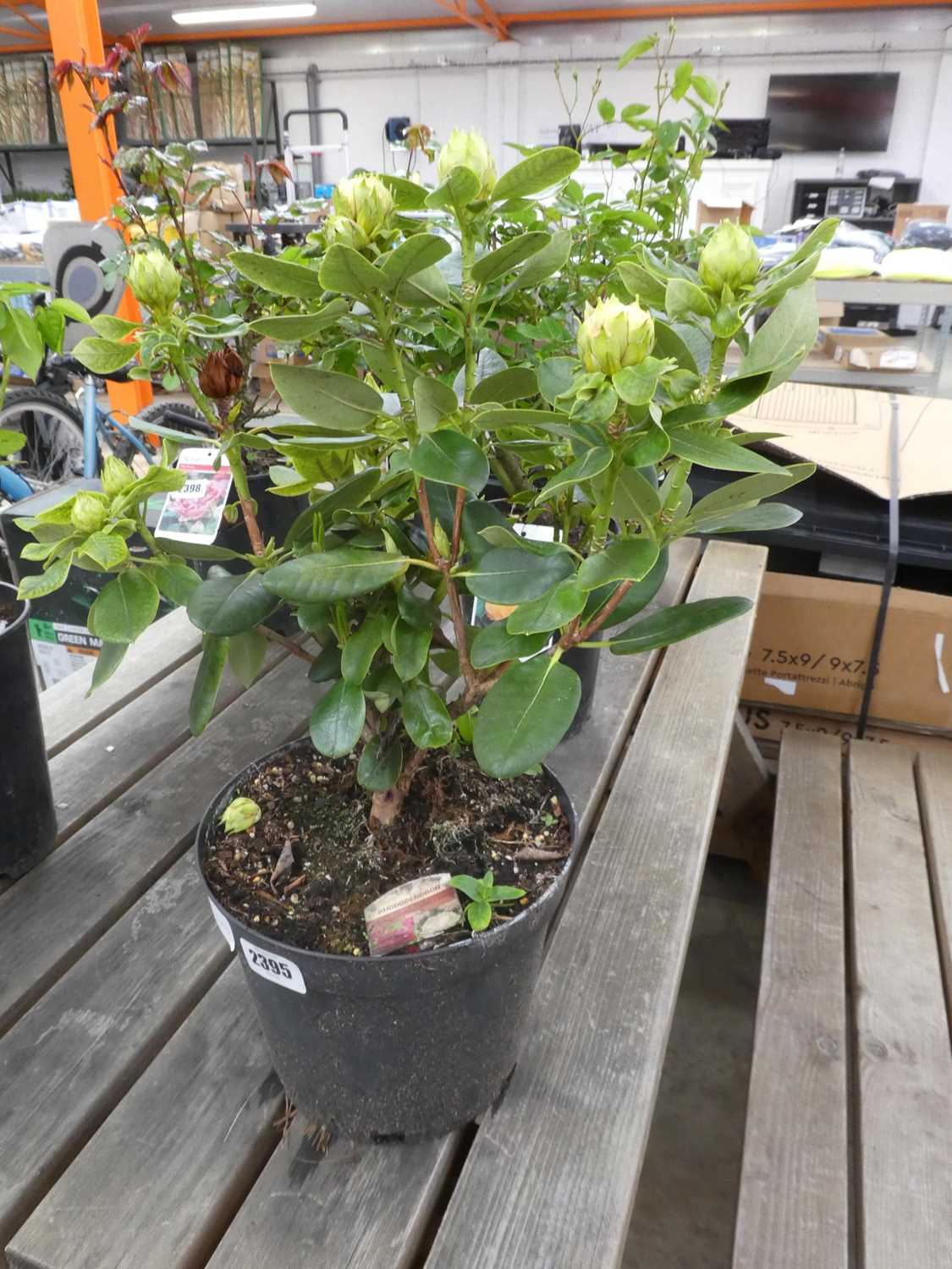 Lot 2395 - Large potted rhododendron