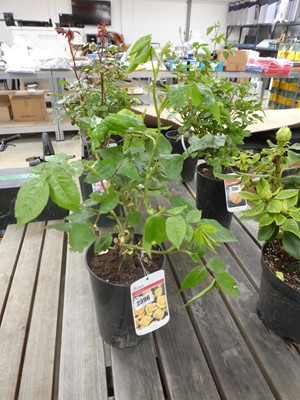Lot 2396 - Potted Chinatown Floribunda rose