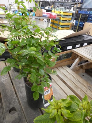 Lot 2397 - Potted Together Forever Floribunda rose