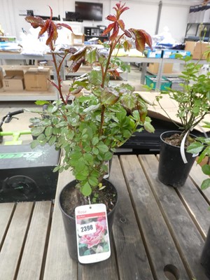 Lot 2398 - Potted My Mum Floribunda rose