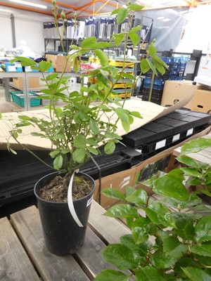 Lot 2399 - Potted miniature Mr. Bluebird rose