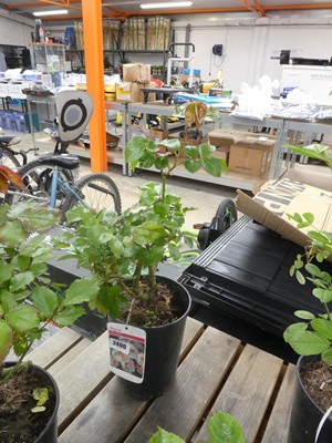 Lot 2400 - Potted Storyteller Floribunda rose