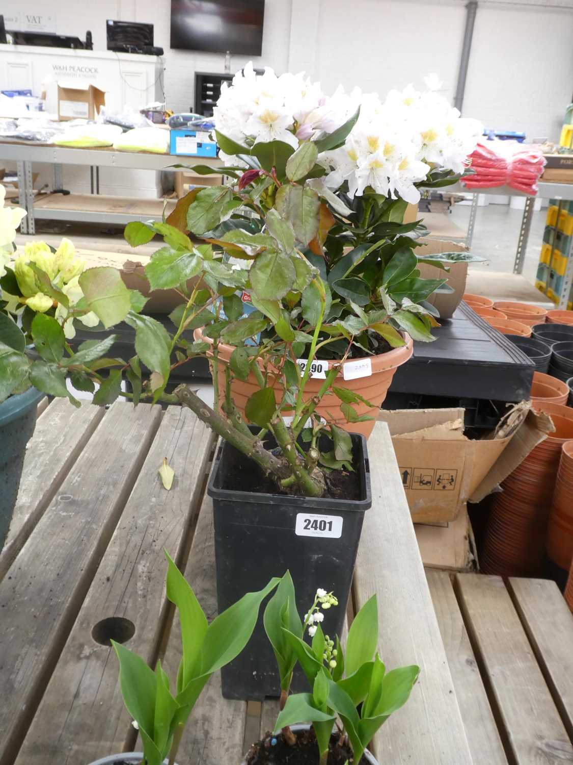 Lot 2401 - Potted Happy Anniversary Floribunda rose