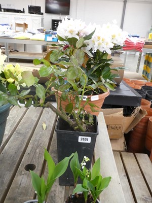 Lot 2401 - Potted Happy Anniversary Floribunda rose