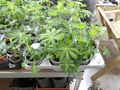Lot 2402 - Tray containing 6 potted lupins