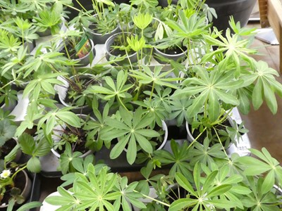 Lot 2403 - Tray containing 6 potted lupins
